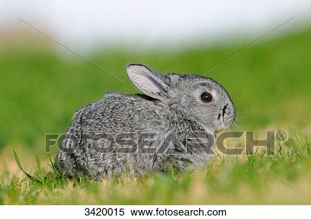 Stock Photography - American Chinchilla sitting on the grass, side view . Fotosearch