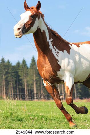 American Paint horse galloping in field View Large Photo Image Picture - American Paint horse galloping in field . Fotosearch