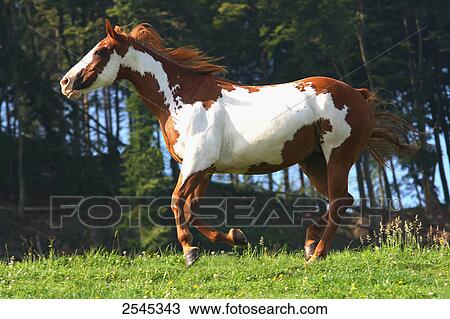 Stock Image - American Paint horse galloping in field . Fotosearch