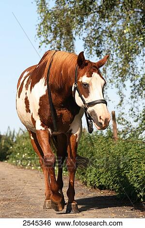 Stock Photograph - American Paint horse walking on path . Fotosearch