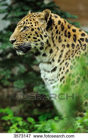 Amur Leopard (Panthera pardus orientalis) View Large Photo Image Stock Photo - Amur Leopard (Panthera pardus orientalis) . Fotosearch