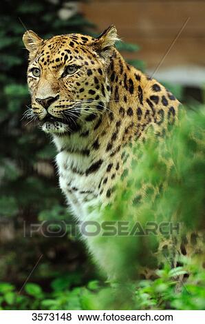 Stock Photo - Amur Leopard (Panthera pardus orientalis) . Fotosearch