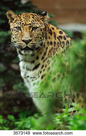 Stock Photo - Amur Leopard (Panthera pardus orientalis) . Fotosearch