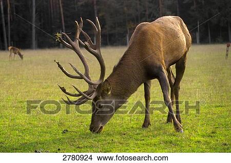 Antler grazing grass in field View Large Photo Image Picture - Antler grazing grass in field . Fotosearch