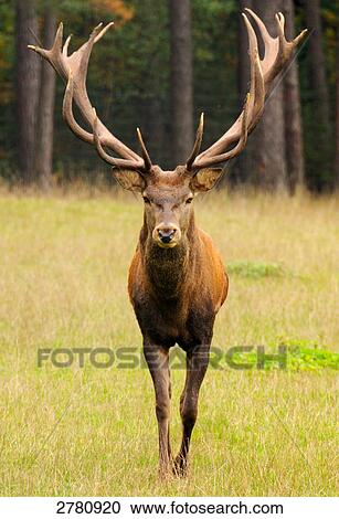 Antler standing in forest View Large Photo Image Stock Image - Antler standing in forest . Fotosearch