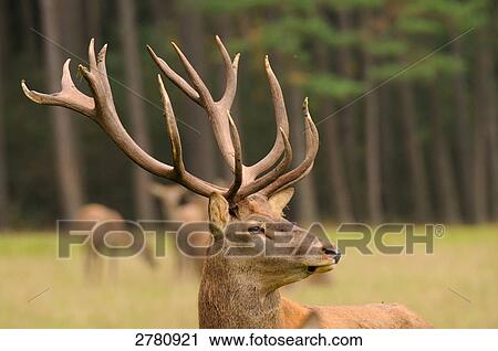 Antler standing in forest View Large Photo Image Stock Image - Antler standing in forest . Fotosearch
