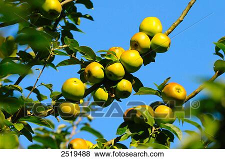 Stock Photo - Apples on tree . Fotosearch