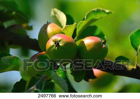 Stock Photograph - Apples on tree . Fotosearch