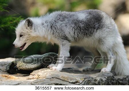 Arctic Fox (Alopex lagopus) View Large Photo Image Stock Photo - Arctic Fox (Alopex lagopus) . Fotosearch