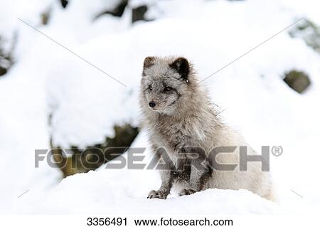 Artic fox (Alopex lagopus) in the snow, Bavaria, Germany View Large Photo Image Stock Image - Artic fox (Alopex lagopus) in the snow, Bavaria, Germany . Fotosearch