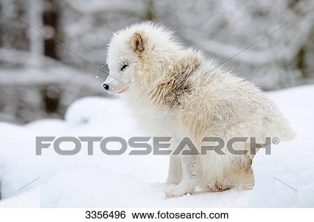 Artic fox (Alopex lagopus) sitting in the snow, Bavaria, Germany, side view View Large Photo Image Stock Photograph - Artic fox (Alopex lagopus) sitting in the snow, Bavaria, Germany, side view . Fotosearch