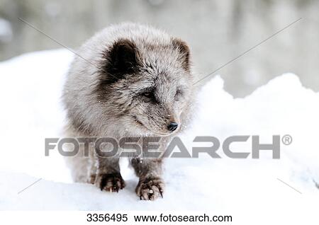 Artic fox (Alopex lagopus) walking through snow, Bavaria, Germany, front view View Large Photo Image Stock Photography - Artic fox (Alopex lagopus) walking through snow, Bavaria, Germany, front view . Fotosearch