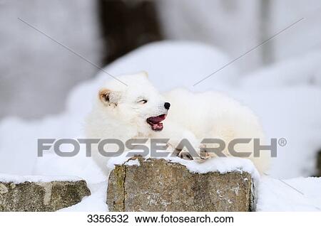 Artic fox cub (Alopex lagopus) yawning on a tree stump, Bavaria, Germany View Large Photo Image Stock Image - Artic fox cub (Alopex lagopus) yawning on a tree stump, Bavaria, Germany . Fotosearch