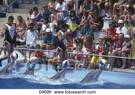 Audience watching dolphin show ball in park, Portals Nous, Majorca, Balearic Islands, Spain View Large Photo Image Stock Photography - Audience watching dolphin show ball in park, Portals Nous, Majorca, Balearic Islands, Spain . Fotosearch