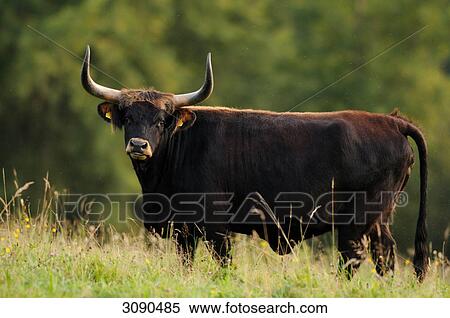 Stock Photography - Aurochs, Bos primigenius . Fotosearch