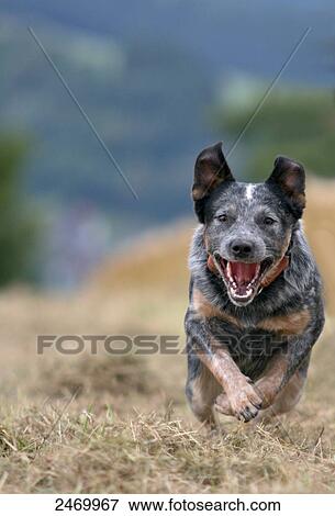 Australian Cattle Dog running in field View Large Photo Image Stock Photo - Australian Cattle Dog running in field . Fotosearch