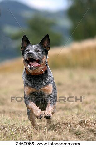 Stock Photography - Australian Cattle Dog running in field . Fotosearch