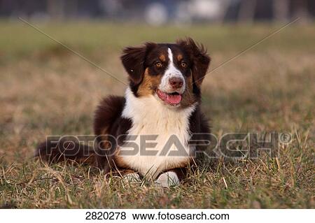 Australian Shepherd lying on a floor, full shot View Large Photo Image Stock Photo - Australian Shepherd lying on a floor, full shot . Fotosearch