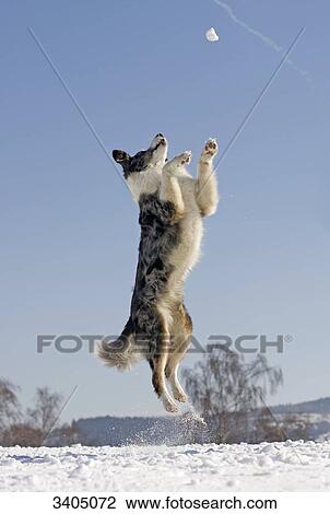 Australian Shepherd playing with a snow ball, low angle view View Large Photo Image Stock Image - Australian Shepherd playing with a snow ball, low angle view . Fotosearch