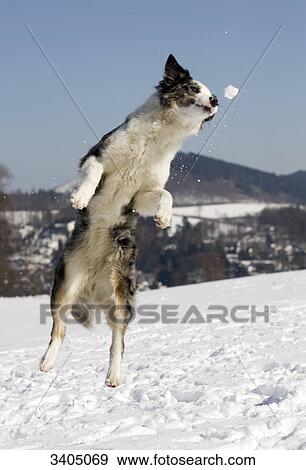 Australian Shepherd playing with a snow ball, low angle view View Large Photo Image Stock Photo - Australian Shepherd playing with a snow ball, low angle view . Fotosearch