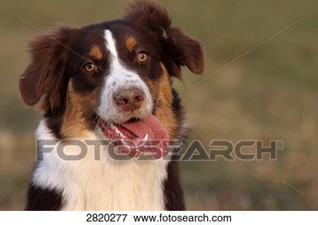 Australian Shepherd, portrait View Large Photo Image Stock Photo - Australian Shepherd, portrait . Fotosearch