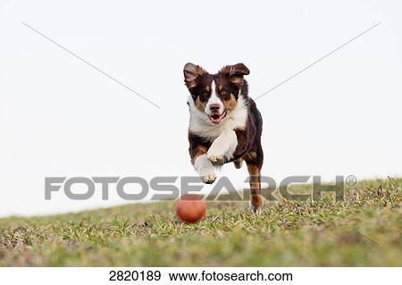 Australian Shepherd running, full shot View Large Photo Image Stock Photo - Australian Shepherd running, full shot . Fotosearch