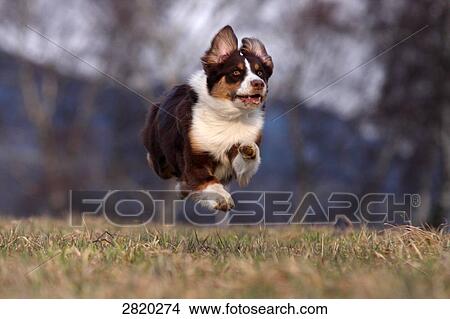 Australian Shepherd running over a meadow, full shot View Large Photo Image Picture - Australian Shepherd running over a meadow, full shot . Fotosearch