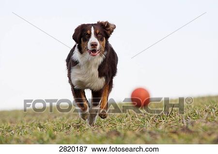 Stock Photo - Australian Shepherd running over a meadow, full shot . Fotosearch