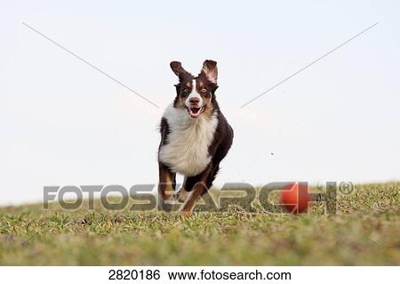 Australian Shepherd running over a meadow, full shot View Large Photo Image Stock Photograph - Australian Shepherd running over a meadow, full shot . Fotosearch