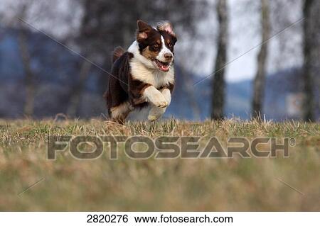 Stock Photograph - Australian Shepherd running over a meadow, Full shot . Fotosearch