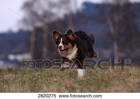 Australian Shepherd running over a meadow, full shot View Large Photo Image Stock Photography - Australian Shepherd running over a meadow, full shot . Fotosearch