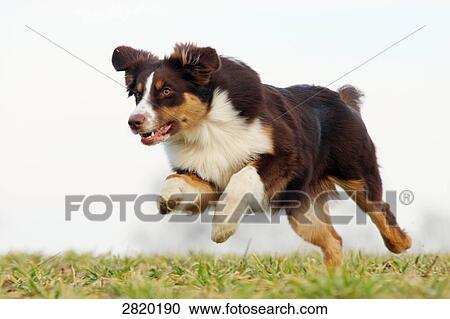 Australian Shepherd ruuning over a meadow, full shot View Large Photo Image Stock Image - Australian Shepherd ruuning over a meadow, full shot . Fotosearch