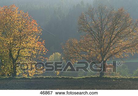 Autumn trees in haze, Bavaria, Germany View Large Photo Image Stock Photo - Autumn trees in haze, Bavaria, Germany . Fotosearch
