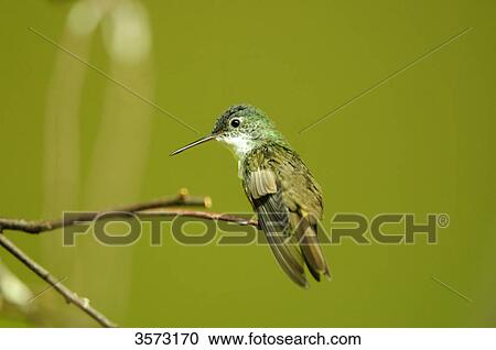 Azure-Crowned Hummingbird (Amazilia cyanocephala) perching on branch, Zoo Augsburg, Germany, close-up View Large Photo Image Stock Image - Azure-Crowned Hummingbird (Amazilia cyanocephala) perching on branch, Zoo Augsburg, Germany, close-up . Fotosearch