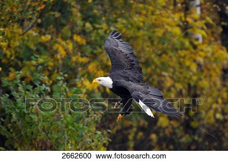 Bald eagle (Haliaeetus leucocephalus) in flight View Large Photo Image Stock Image - Bald eagle (Haliaeetus leucocephalus) in flight . Fotosearch
