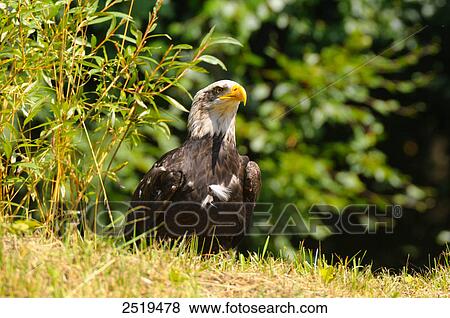Stock Photo - Bald Eagle (Haliaeetus Leucocephalus) in field . Fotosearch