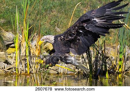 Bald eagle (Haliaeetus leucocephalus) flying over river View Large Photo Image Stock Photo - Bald eagle (Haliaeetus leucocephalus) flying over river . Fotosearch