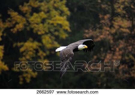 Bald eagle (Haliaeetus leucocephalus) in flight View Large Photo Image Stock Photo - Bald eagle (Haliaeetus leucocephalus) in flight . Fotosearch