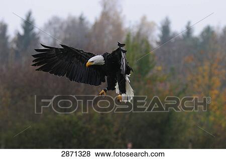 Bald eagle (Haliaeetus leucocephalus) in flight View Large Photo Image Stock Photo - Bald eagle (Haliaeetus leucocephalus) in flight . Fotosearch