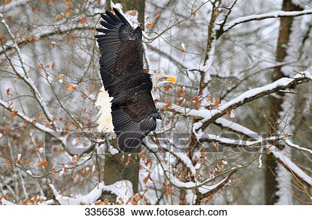 Bald eagle (Haliaeetus leucocephalus) flying, Bavaria, Germany View Large Photo Image Stock Photo - Bald eagle (Haliaeetus leucocephalus) flying, Bavaria, Germany . Fotosearch