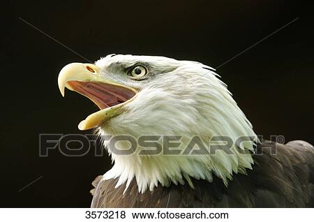 Bald Eagle (Haliaeetus leucocephalus), close-up View Large Photo Image Stock Photo - Bald Eagle (Haliaeetus leucocephalus), close-up . Fotosearch
