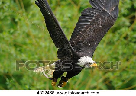 Stock Photo - Bald Eagle (Haliaeetus leucocephalus) flying . Fotosearch