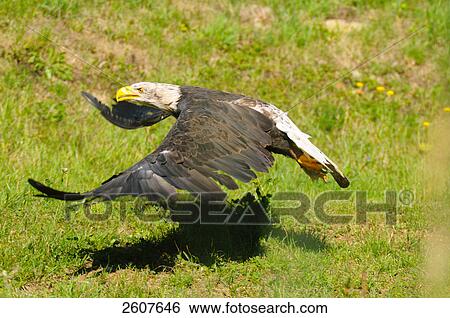 Stock Photograph - Bald eagle (Haliaeetus leucocephalus) flying over field . Fotosearch