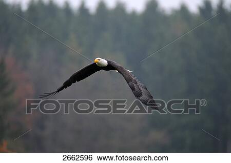 Stock Photograph - Bald eagle (Haliaeetus leucocephalus) in flight . Fotosearch