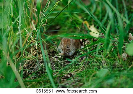 Bank Vole (Myodes glareolus) in high grass View Large Photo Image Stock Image - Bank Vole (Myodes glareolus) in high grass . Fotosearch