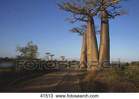 Baobab trees at roadside, Madagascar View Large Photo Image Stock Image - Baobab trees at roadside, Madagascar . Fotosearch