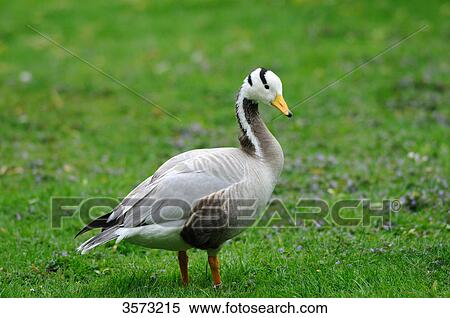 Stock Photography - Bar-headed Goose (Anser indicus) in meadow . Fotosearch