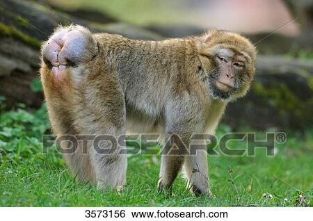 Barbary Macaque (Macaca sylvanus) in meadow View Large Photo Image Stock Photograph - Barbary Macaque (Macaca sylvanus) in meadow . Fotosearch