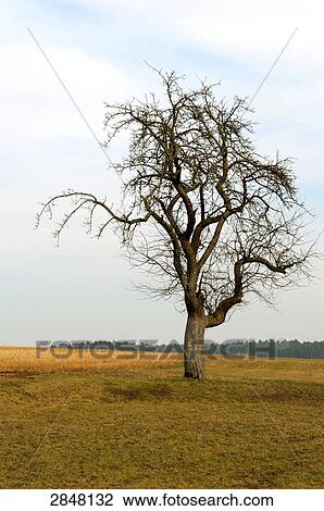 Bare tree in field, Bavaria, Germany View Large Photo Image Stock Image - Bare tree in field, Bavaria, Germany . Fotosearch