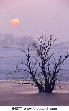 Bare tree on snowy landscape View Large Photo Image Stock Photo - Bare tree on snowy landscape . Fotosearch